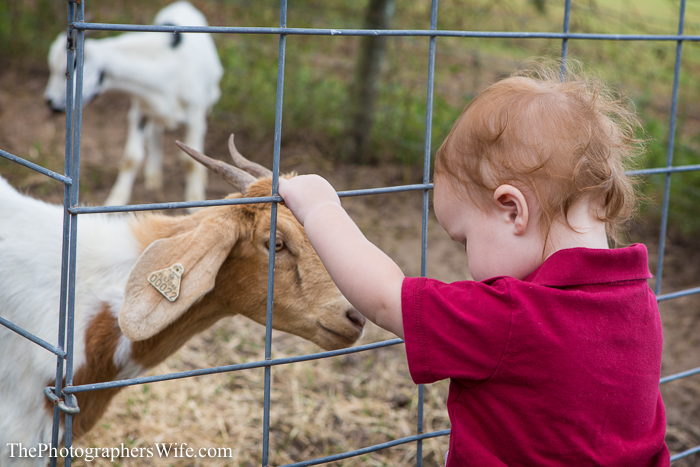 Fall Farm Visit 10
