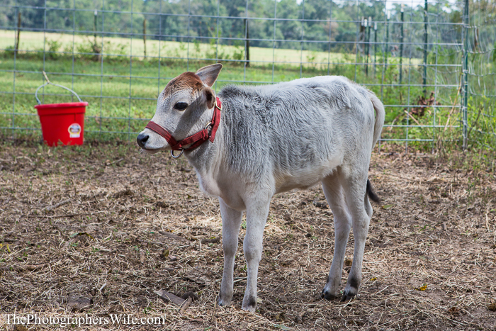 Fall Farm Visit 13