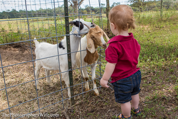 Fall Farm Visit 6