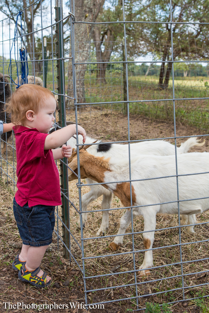 Fall Farm Visit 8