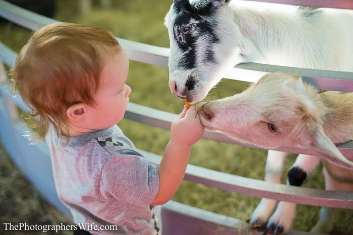 Fair 2013-22