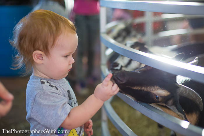 Fair 2013-25