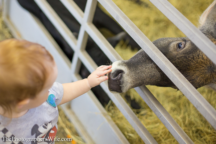 Fair 2013-27