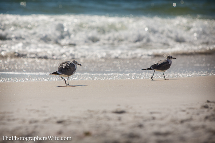 Seaside and Destin FL-17