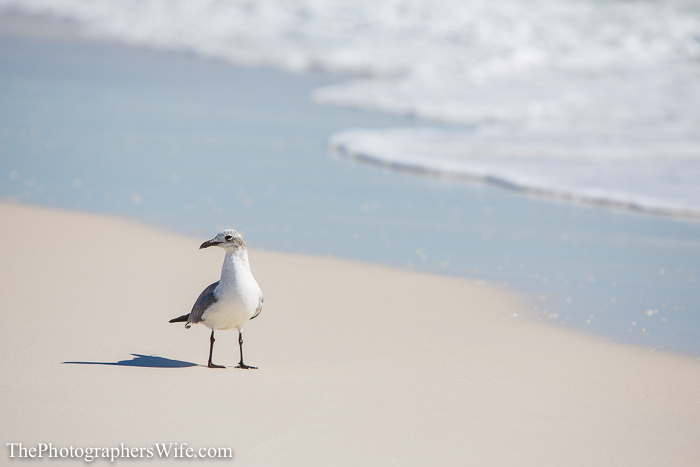 Seaside and Destin FL-19