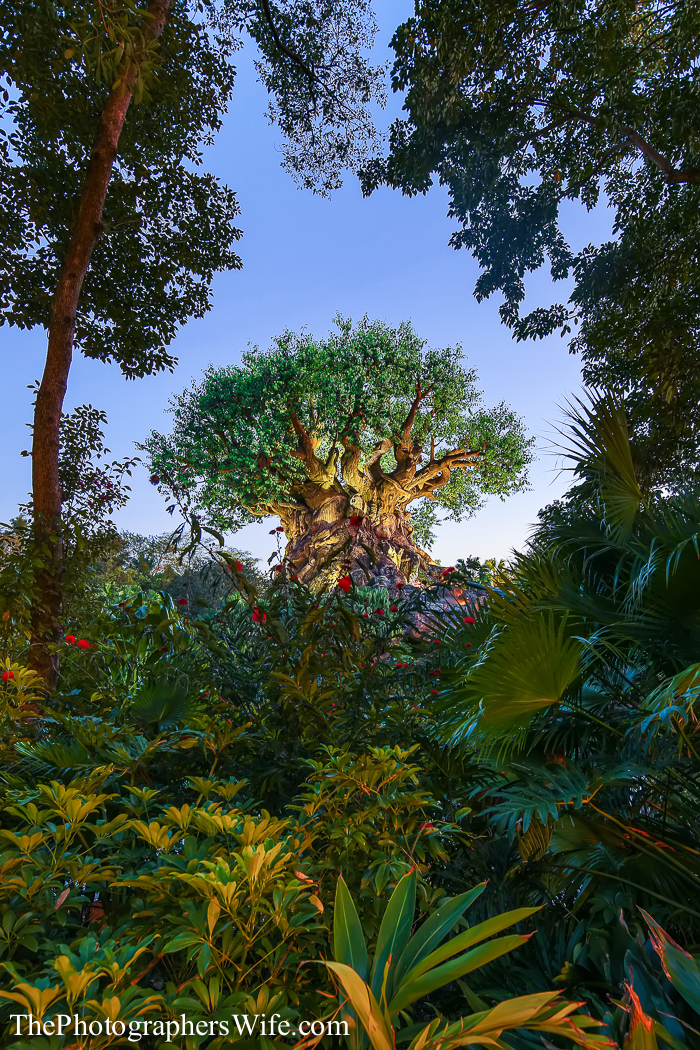 January Disney Trip-167
