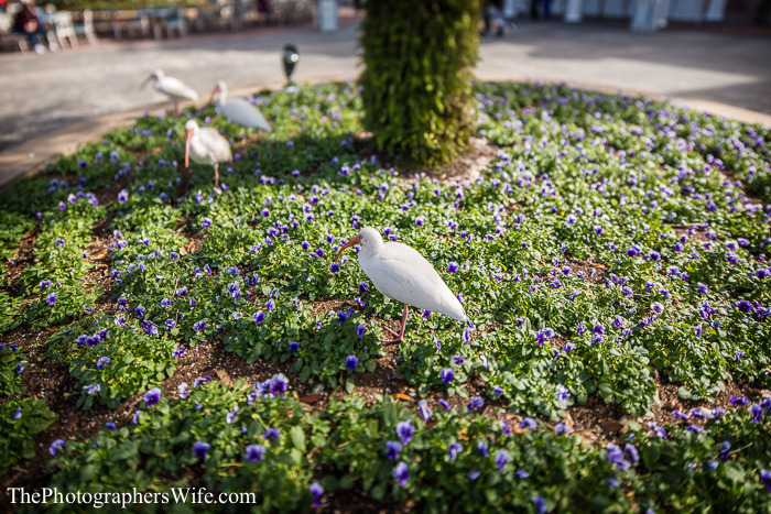 January Disney Trip-23