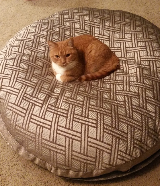 Dog bed