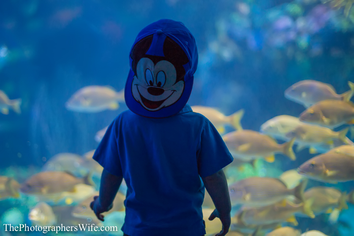 May Disney 1-1040