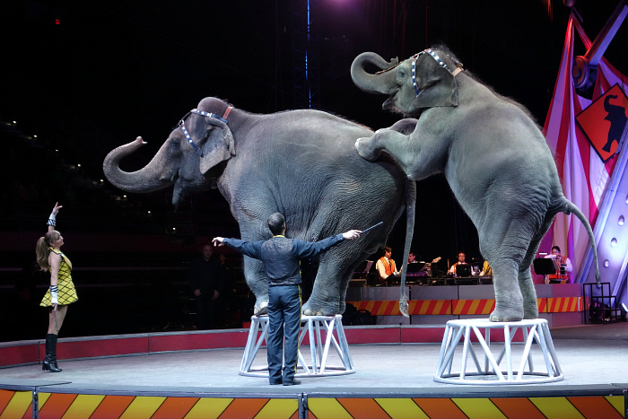 Circus 20