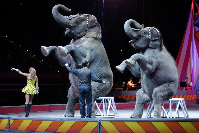 Circus 21